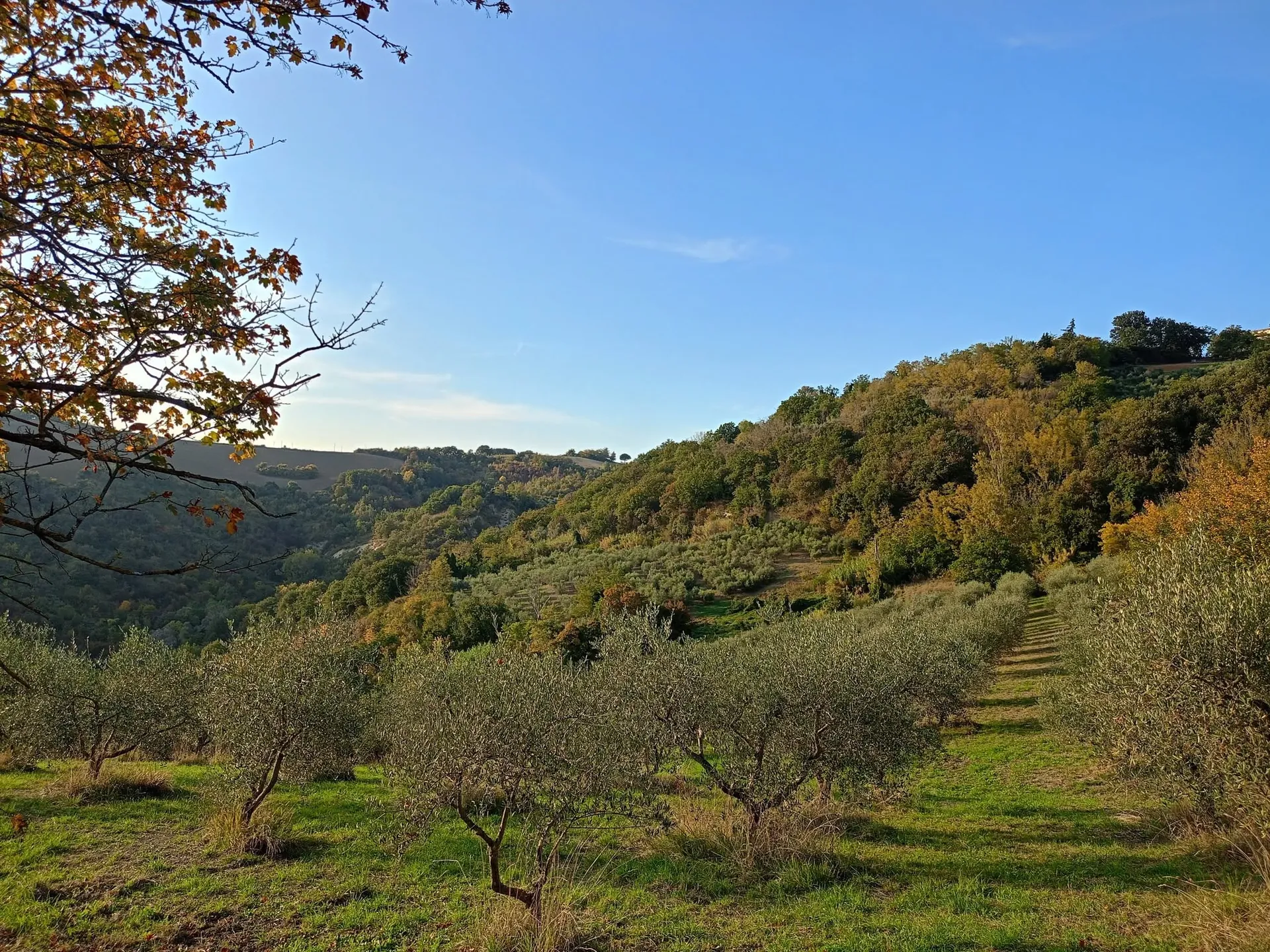 Uliveti e colline della Tenuta dei Calanchi