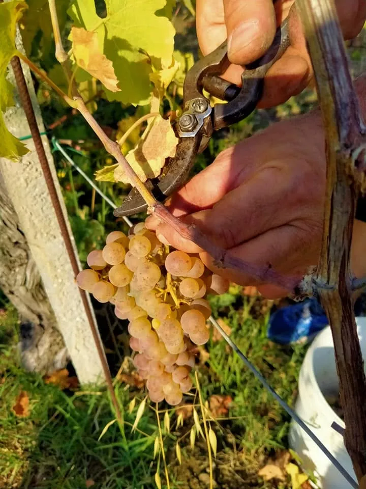 Vendemmia manuale con forbici