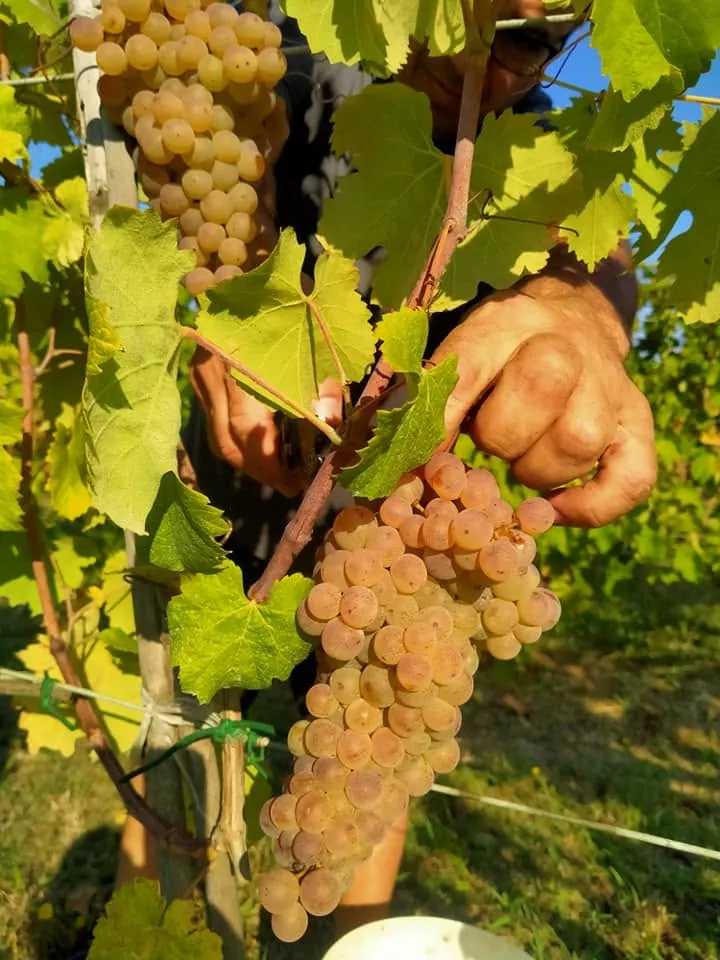 Mani che raccolgono grappoli d'uva bianca