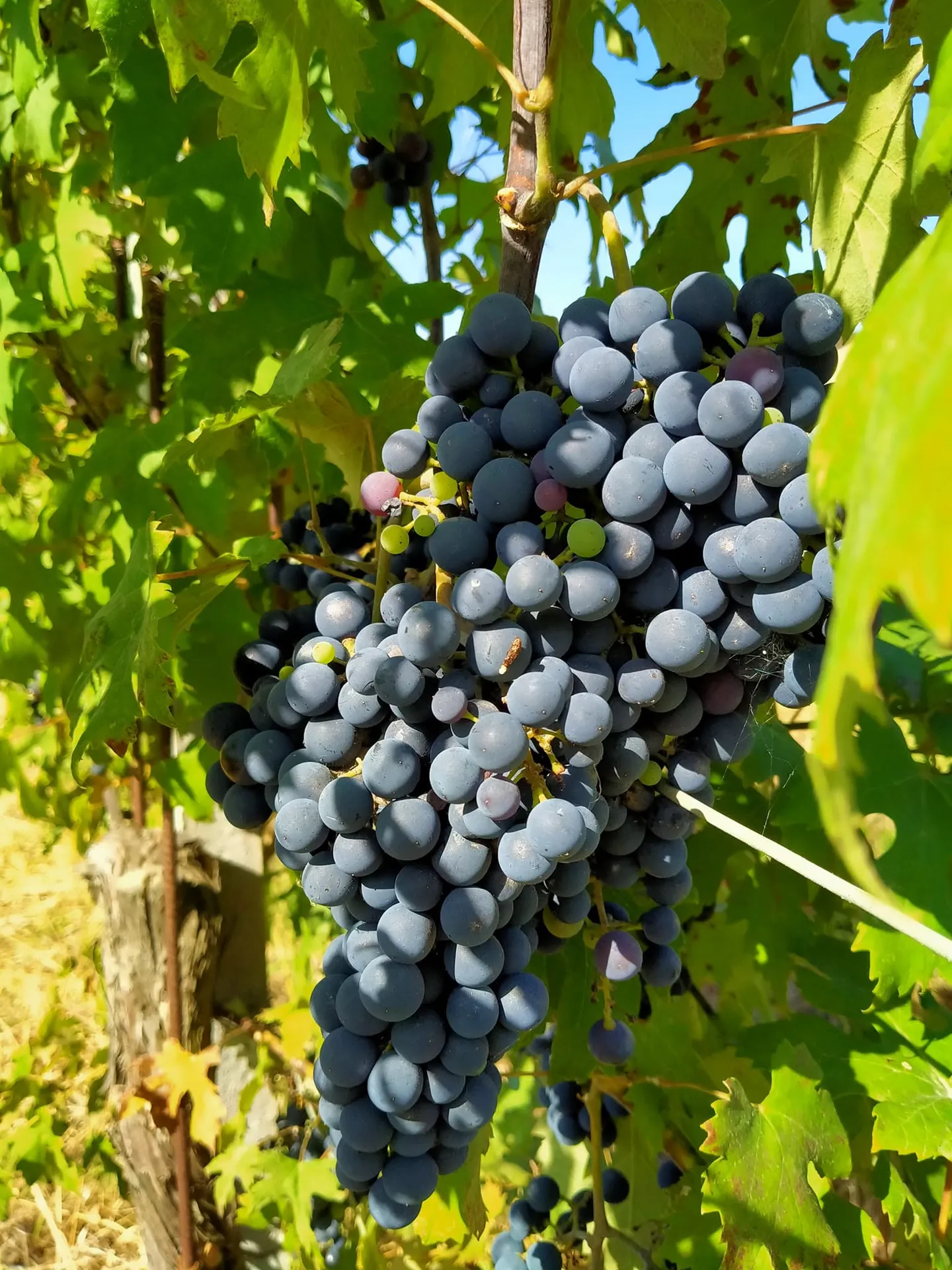 Grappolo d'uva rossa matura