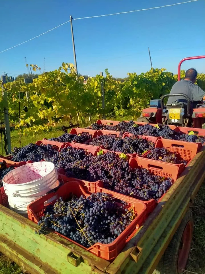 Trattore con rimorchio carico di uva nei vigneti