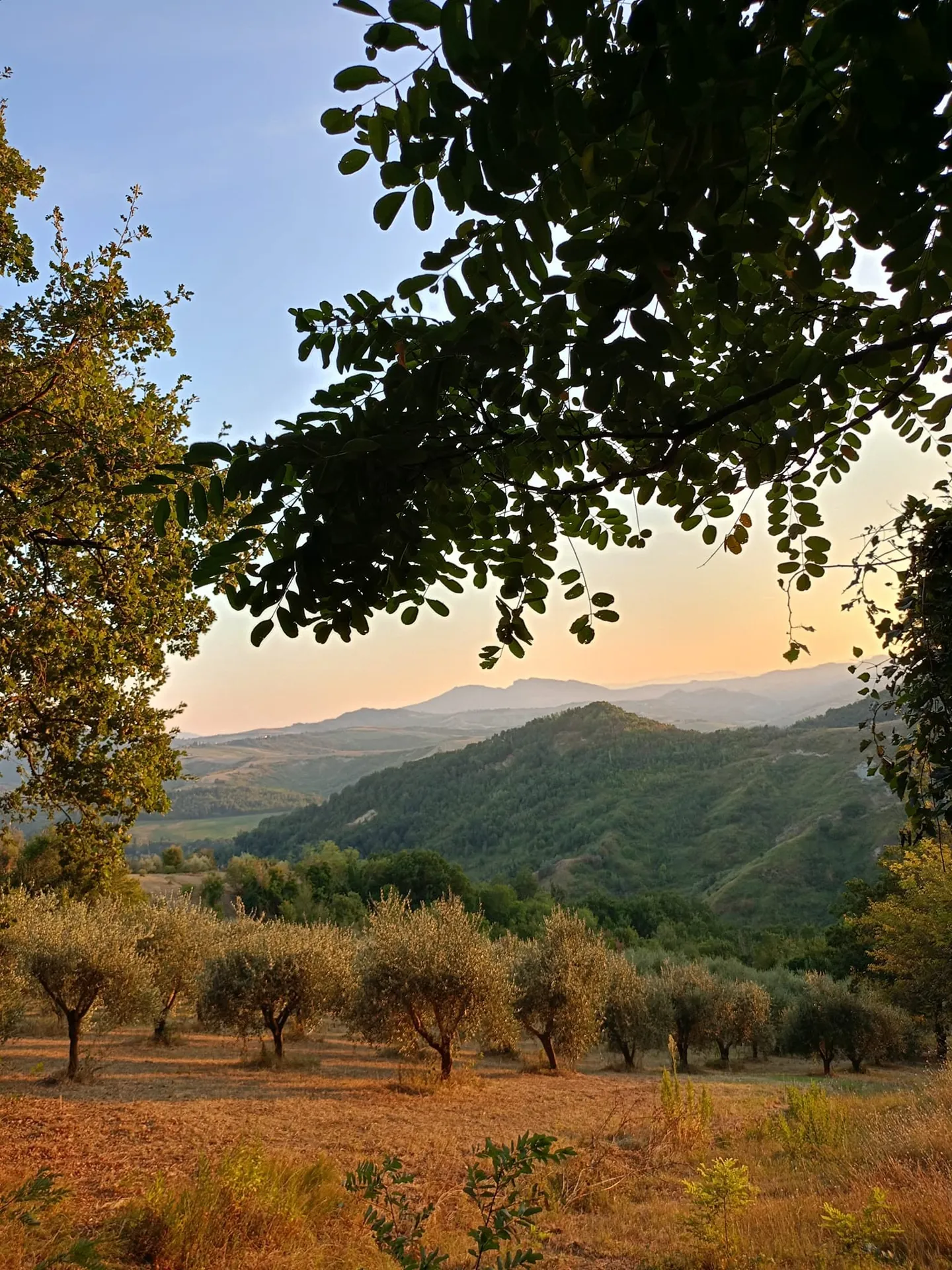Uliveti e colline al tramonto